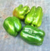 Gourmet Rainbow, Sweet Bell Pepper Mix, -- BoxGardenSeedsLLC -Peppers,Eggplants - Seeds