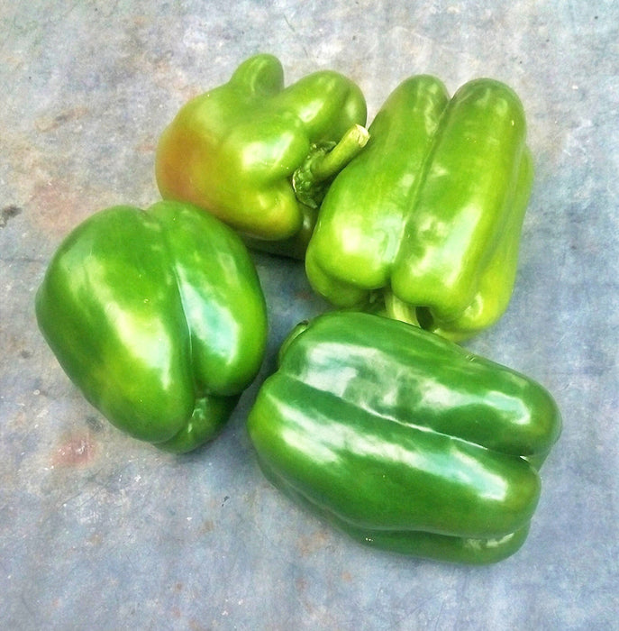 - BoxGardenSeedsLLC - Gourmet Rainbow, Sweet Bell Pepper Mix, - Peppers,Eggplants - Seeds