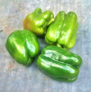 Gourmet Rainbow, Sweet Bell Pepper Mix - BoxGardenSeedsLLC - Peppers,Eggplants - Seeds - USA Seller, Thank you for shopping here today, Naturally Grown GMO Free Seeds, Heirloom Open Pollinated Seeds, Fresh Top Quality Premium Seeds