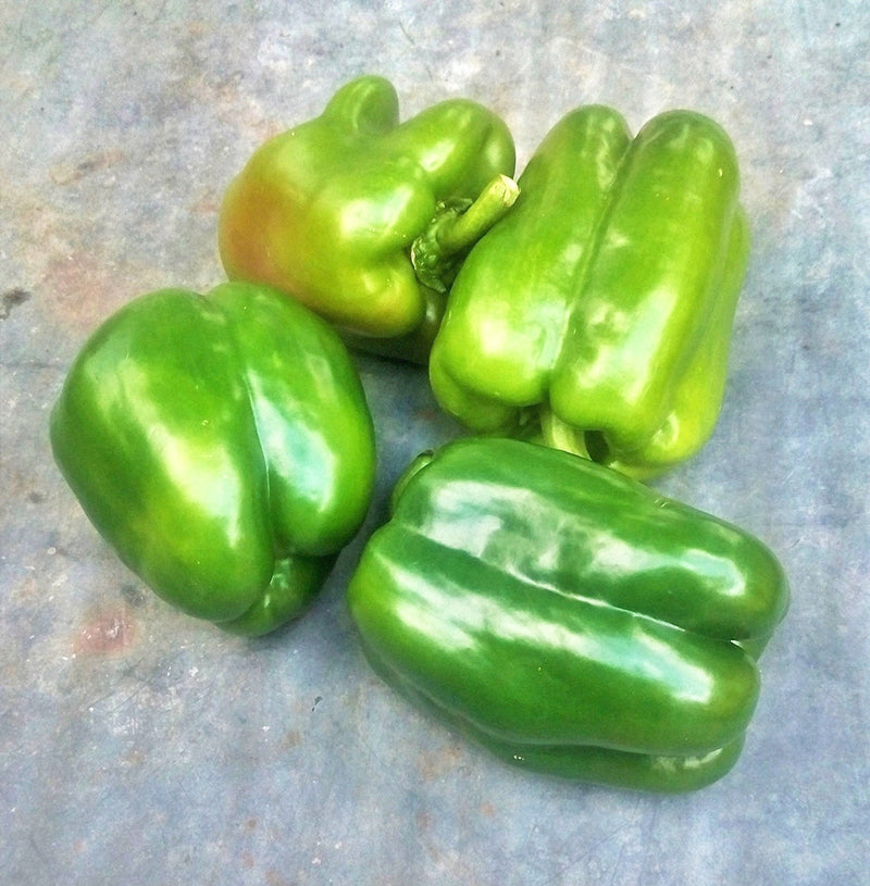 Gourmet Rainbow, Sweet Bell Pepper Mix - BoxGardenSeedsLLC - Peppers,Eggplants - Seeds - USA Seller, Thank you for shopping here today, Naturally Grown GMO Free Seeds, Heirloom Open Pollinated Seeds, Fresh Top Quality Premium Seeds