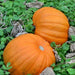 Ol Zeb's, Pumpkin, - BoxGardenSeedsLLC -Squash,Pumpkins - Seeds