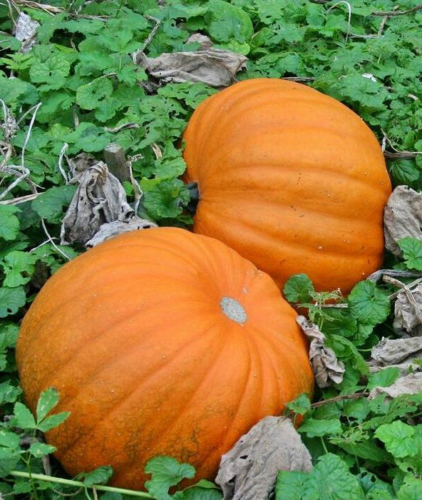 Ol Zeb's, Pumpkin, - BoxGardenSeedsLLC -Squash,Pumpkins - Seeds