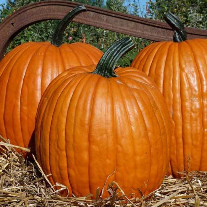 Ol Zeb's, Pumpkin, - BoxGardenSeedsLLC -Squash,Pumpkins - Seeds