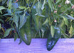 Ancho Grande, Hot Pepper, -- BoxGardenSeedsLLC -Peppers,Eggplants - Seeds