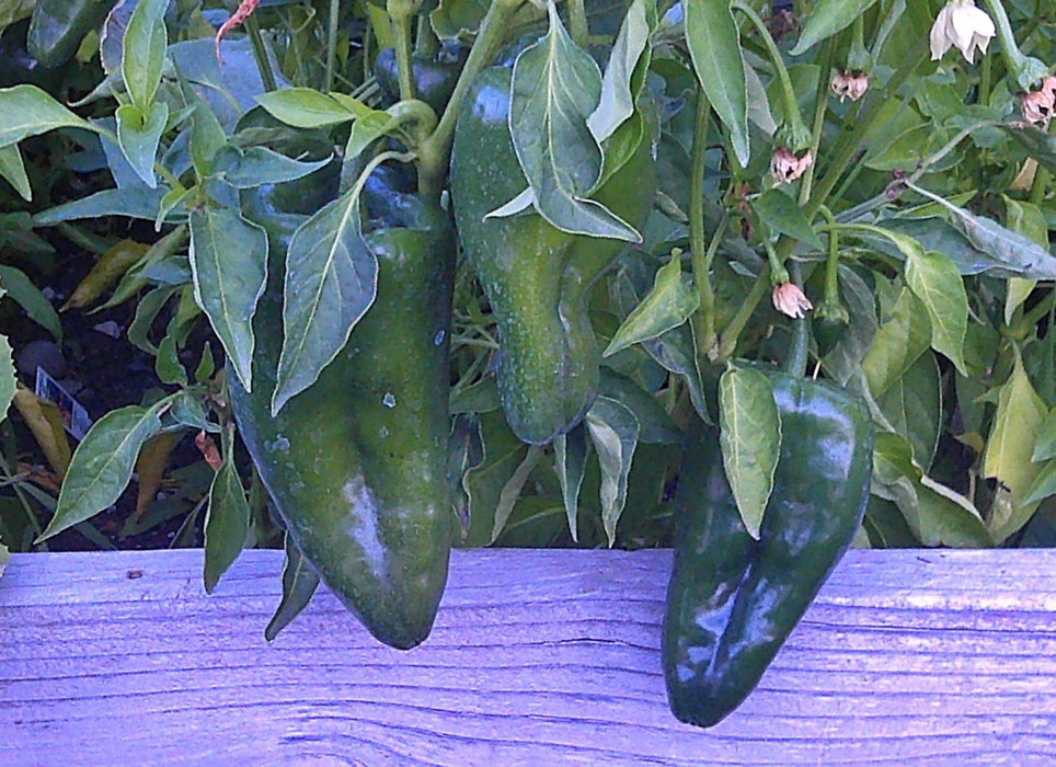 Ancho Grande, Hot Pepper, -- BoxGardenSeedsLLC -Peppers,Eggplants - Seeds