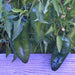 Ancho Grande, Hot Pepper, - BoxGardenSeedsLLC -Peppers,Eggplants - Seeds