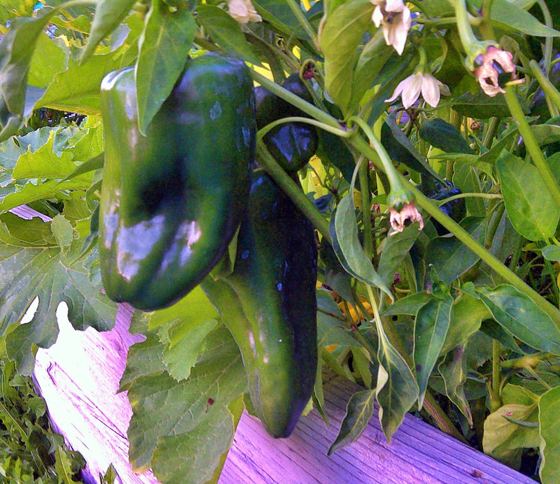 Ancho Grande, Hot Pepper, -- BoxGardenSeedsLLC -Peppers,Eggplants - Seeds