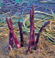 Copy Sweet Purple Asparagus Seeds / Non-GMO Heirloom Garden Marvelously Productive Best Open Pollinated Gardening - BoxGardenSeedsLLC - Gourmet/Native Greens - Seeds - Thank you for shopping here today, Non GMO Seeds, Naturally Grown Seeds, Grown to Organic Standards, Heirloom Seeds, Open Pollinated Seeds, Fresh Premier Seeds, USA Seller