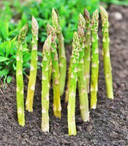 UC 72, Asparagus - BoxGardenSeedsLLC - Gourmet/Native Greens - Seeds - USA Seller, Thank you for shopping here today, Naturally Grown GMO Free Seeds, Heirloom Open Pollinated Seeds, Fresh Top Quality Premium Seeds