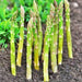 UC 72, Asparagus, - BoxGardenSeedsLLC -Gourmet/Native Greens - Seeds