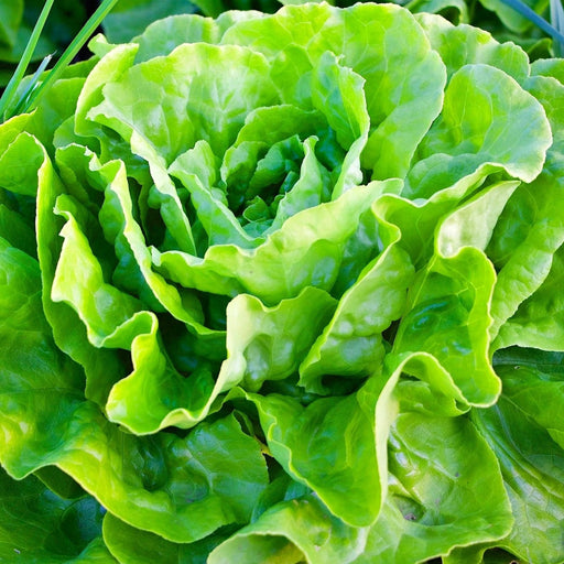 Kagraner Sommer, Lettuce, - BoxGardenSeedsLLC -Lettuce - Seeds