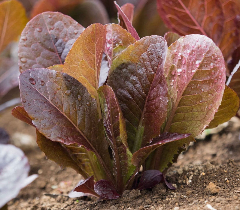 Super Red, Romaine Lettuce, -- BoxGardenSeedsLLC -Lettuce - Seeds