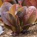 Super Red, Romaine Lettuce, - BoxGardenSeedsLLC -Lettuce - Seeds