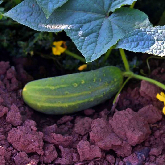 Wisconsin SMR 58, Cucumber, - BoxGardenSeedsLLC -Cucumbers - Seeds