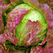 Red Iceberg, Crisphead Lettuce, - BoxGardenSeedsLLC -Lettuce - Seeds