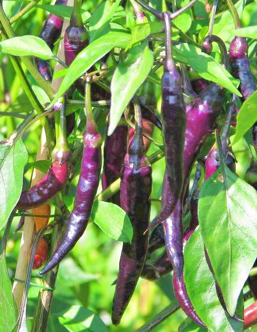 - BoxGardenSeedsLLC - Purple, Cayenne Chili - Peppers,Eggplants - Seeds