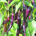 Purple Cayenne Chili, Hot Pepper, - BoxGardenSeedsLLC -Peppers,Eggplants - Seeds