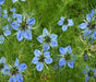 Black Cumin, Herb, -- BoxGardenSeedsLLC -Culinary/Medicinal Herbs - Seeds