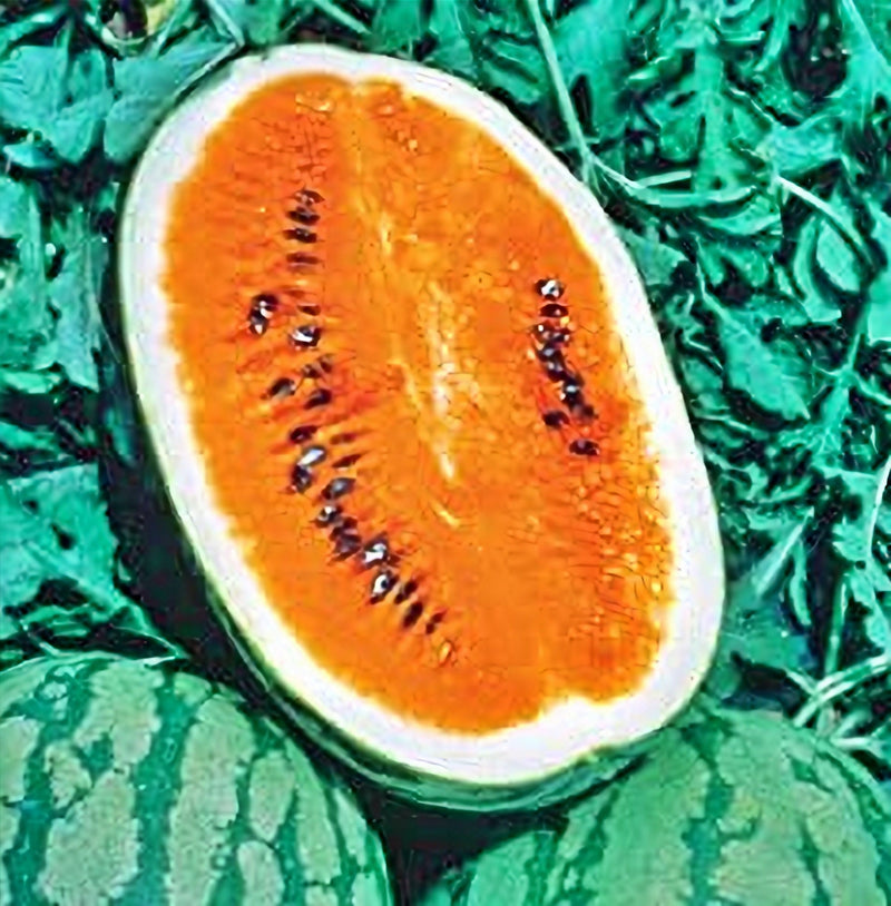 Heirloom Tendersweet Orange Watermelon Seeds (Non-GMO, Open Pollinated)
