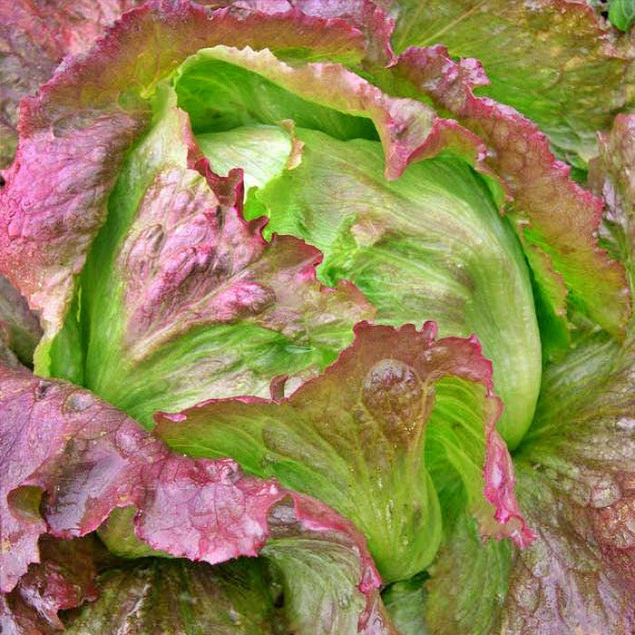 Red Iceberg, Crisphead Lettuce, -- BoxGardenSeedsLLC -Lettuce - Seeds