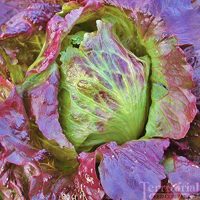 Red Iceberg, Crisphead Lettuce, -- BoxGardenSeedsLLC -Lettuce - Seeds