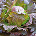 Red Iceberg, Crisphead Lettuce, - BoxGardenSeedsLLC -Lettuce - Seeds