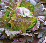 Red Iceberg, Crisphead Lettuce - BoxGardenSeedsLLC - Lettuce - Seeds - USA Seller, Thank you for shopping here today, Naturally Grown GMO Free Seeds, Heirloom Open Pollinated Seeds, Fresh Top Quality Premium Seeds