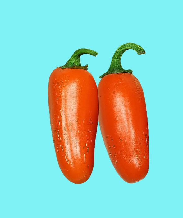 Orange Spice Jalapeno, Hot Pepper, -- BoxGardenSeedsLLC -Peppers,Eggplants - Seeds