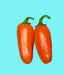 Orange Spice Jalapeno, Hot Pepper, -- BoxGardenSeedsLLC -Peppers,Eggplants - Seeds