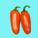 Orange Spice Jalapeno, Hot Pepper, - BoxGardenSeedsLLC -Peppers,Eggplants - Seeds