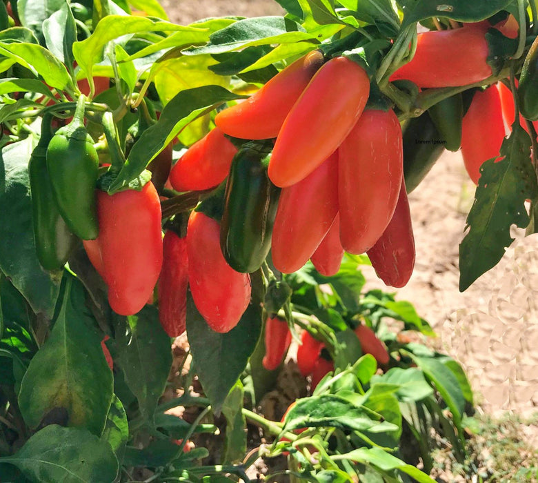 Orange Spice Jalapeno, Hot Pepper, -- BoxGardenSeedsLLC -Peppers,Eggplants - Seeds