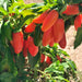 Orange Spice Jalapeno, Hot Pepper, - BoxGardenSeedsLLC -Peppers,Eggplants - Seeds