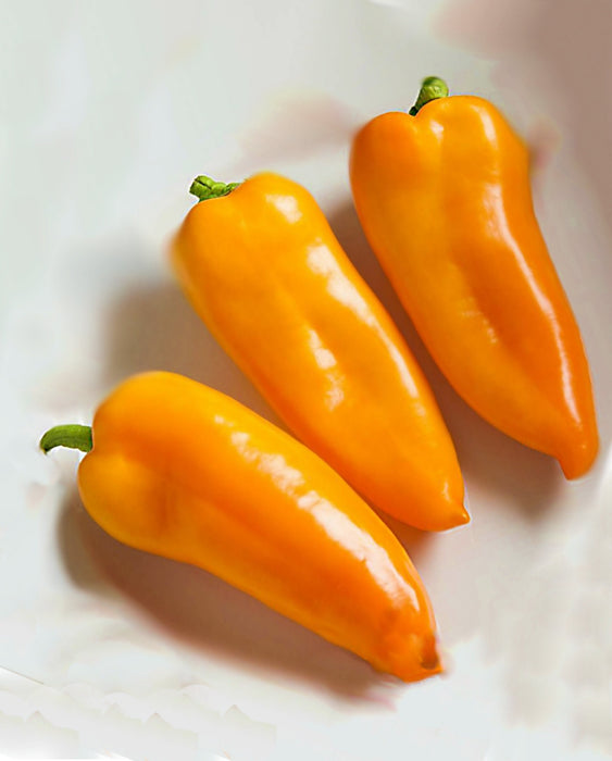 Pumpkin Spice Jalapeno, Hot Pepper, -- BoxGardenSeedsLLC -Peppers,Eggplants - Seeds