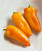 Pumpkin Spice Jalapeno, Hot Pepper, -- BoxGardenSeedsLLC -Peppers,Eggplants - Seeds