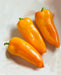 - BoxGardenSeedsLLC - Pumpkin Spice Jalapeno, Hot Pepper, - Peppers,Eggplants - Seeds