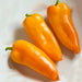 Pumpkin Spice Jalapeno, Hot Pepper, - BoxGardenSeedsLLC -Peppers,Eggplants - Seeds