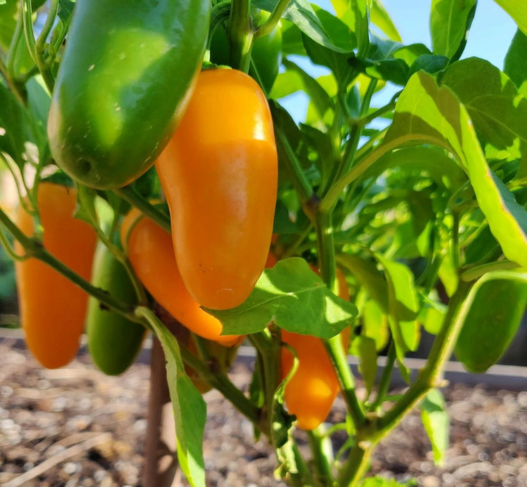 Pumpkin Spice Jalapeno, Hot Pepper, -- BoxGardenSeedsLLC -Peppers,Eggplants - Seeds