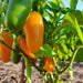 Pumpkin Spice Jalapeno, Hot Pepper, - BoxGardenSeedsLLC -Peppers,Eggplants - Seeds