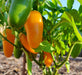 Pumpkin Spice Jalapeno, Hot Pepper, -- BoxGardenSeedsLLC -Peppers,Eggplants - Seeds