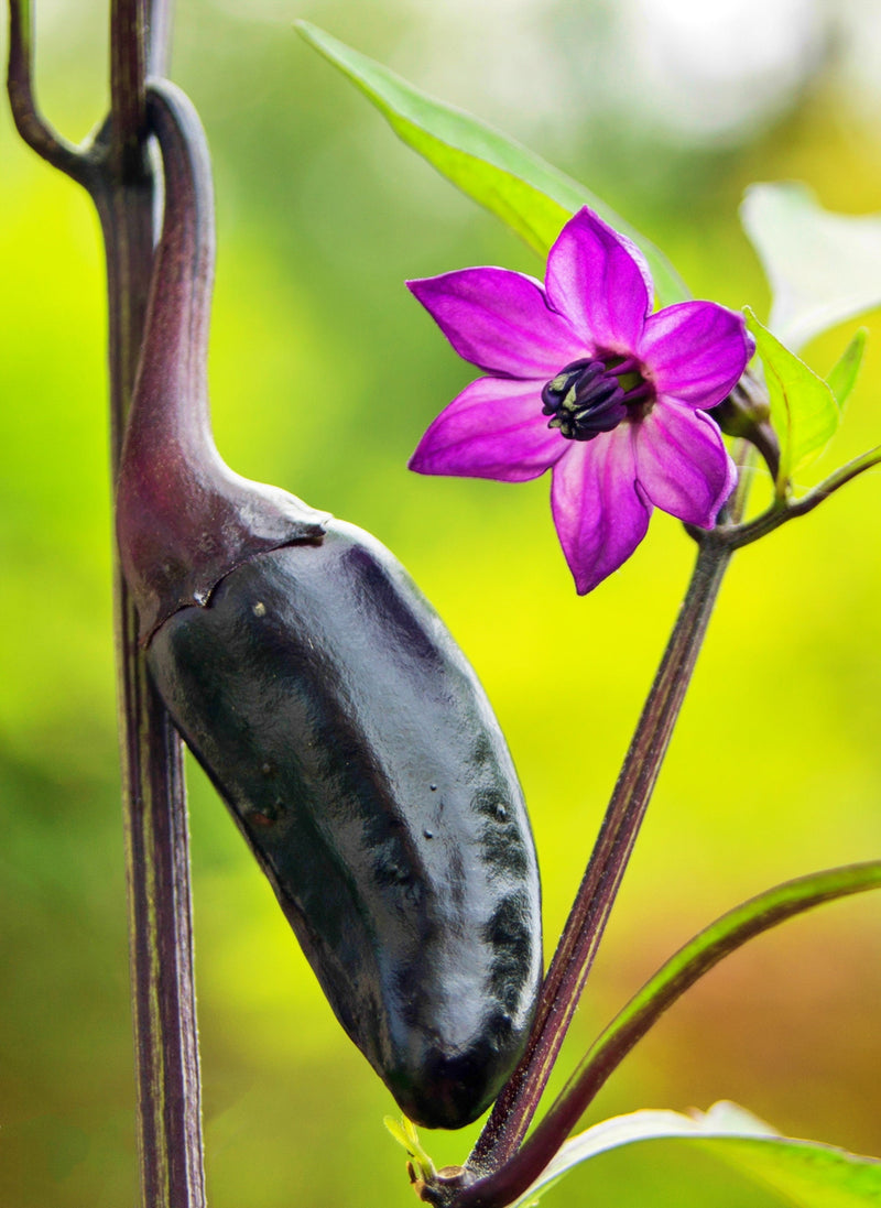 Jalapeno Purple, Hot Pepper - BoxGardenSeedsLLC - Peppers,Eggplants - Seeds - Thank you so much for shopping here today, Fresh Heirloom Vegetable Seeds, Naturally Grown Open Pollinated, More Seeds for Your Money, More Fresh Seeds Per Packet, USA Seller, Thank you for shopping here today, Naturally Grown GMO Free Seeds, Heirloom Open Pollinated Seeds, Fresh Top Quality Premium Seeds