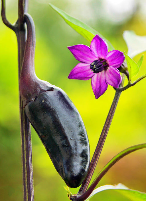 copy Jalapeno Purple Hot Pepper - BoxGardenSeedsLLC -Peppers,Eggplants - Seeds