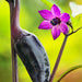 copy Jalapeno Purple Hot Pepper - BoxGardenSeedsLLC -Peppers,Eggplants - Seeds