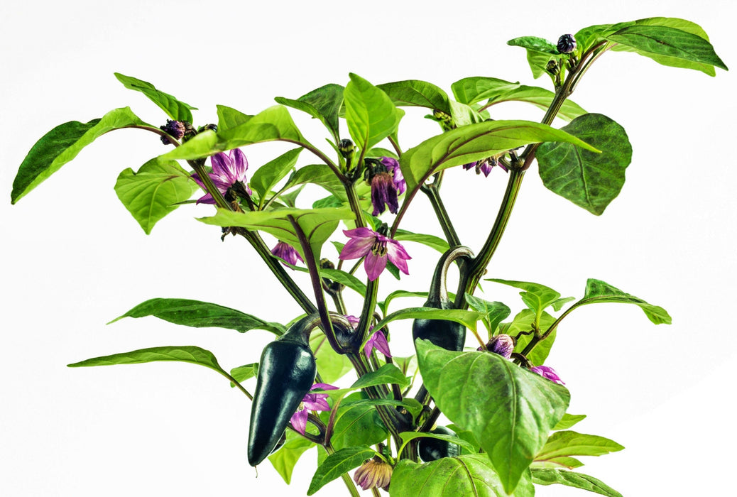 copy Jalapeno Purple Hot Pepper - BoxGardenSeedsLLC -Peppers,Eggplants - Seeds