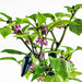 copy Jalapeno Purple Hot Pepper - BoxGardenSeedsLLC -Peppers,Eggplants - Seeds