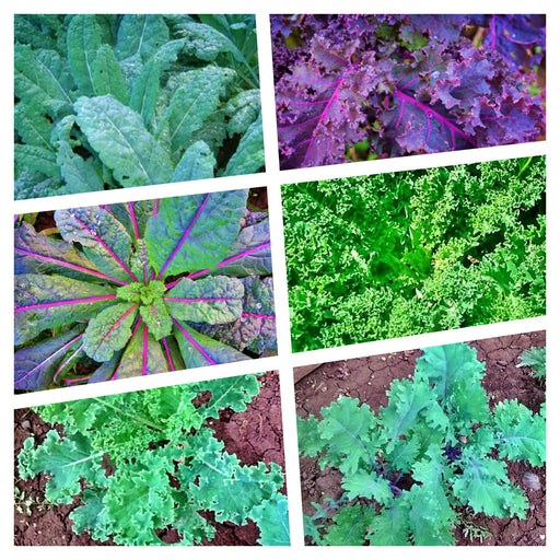 - BoxGardenSeedsLLC - Kale Garden Seed Kit, - Cabbage, Kale - Seeds