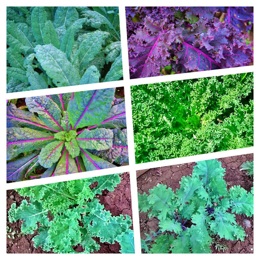 Kale Garden Seed Kit, - BoxGardenSeedsLLC -Cabbage, Kale - Seeds