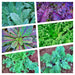 Kale Garden Seed Kit, - BoxGardenSeedsLLC -Cabbage, Kale - Seeds