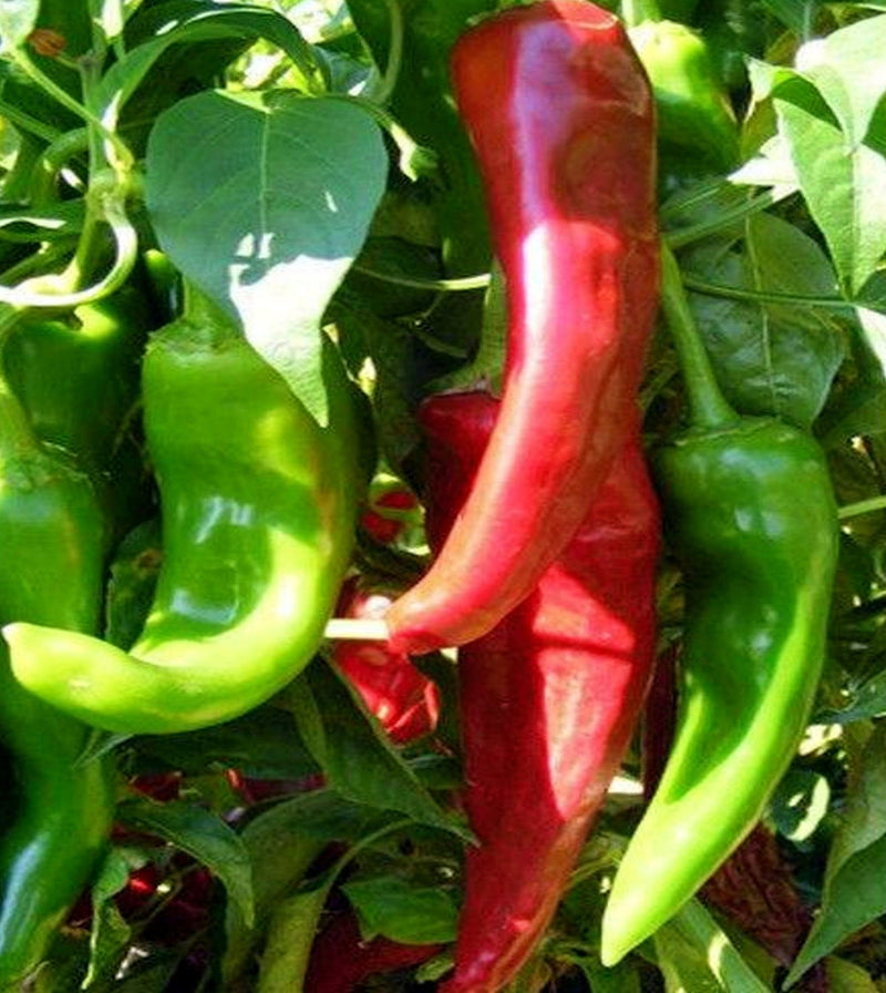 NuMex Sandia, Hot Pepper - BoxGardenSeedsLLC - Peppers,Eggplants - Seeds - Thank you so much for shopping here today, Fresh Heirloom Vegetable Seeds, Naturally Grown Open Pollinated, More Seeds for Your Money, More Fresh Seeds Per Packet, USA Seller, Thank you for shopping here today, Naturally Grown GMO Free Seeds, Heirloom Open Pollinated Seeds, Fresh Top Quality Premium Seeds
