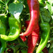 NuMex Sandia, Hot Pepper, - BoxGardenSeedsLLC -Peppers,Eggplants - Seeds