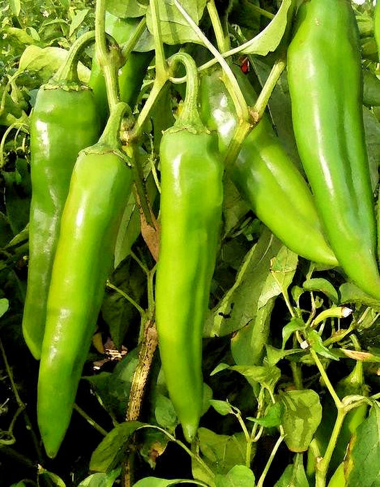 NuMex Sandia, Hot Pepper, -- BoxGardenSeedsLLC -Peppers,Eggplants - Seeds